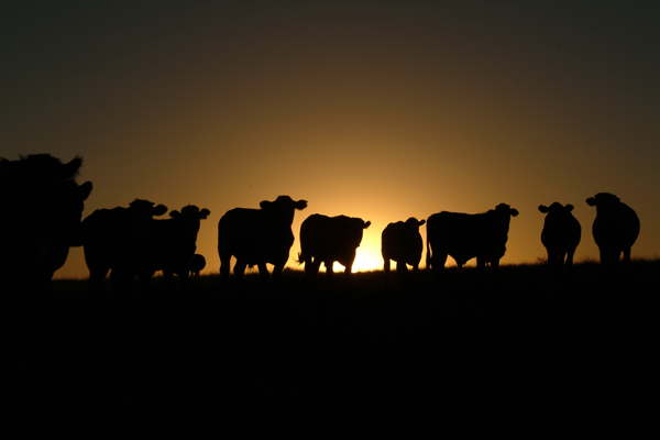 cattle sunset001